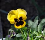 بنفشه باغی - Viola Wittrockiana